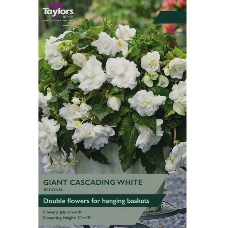 Taylors Begonia Giant Cascading White