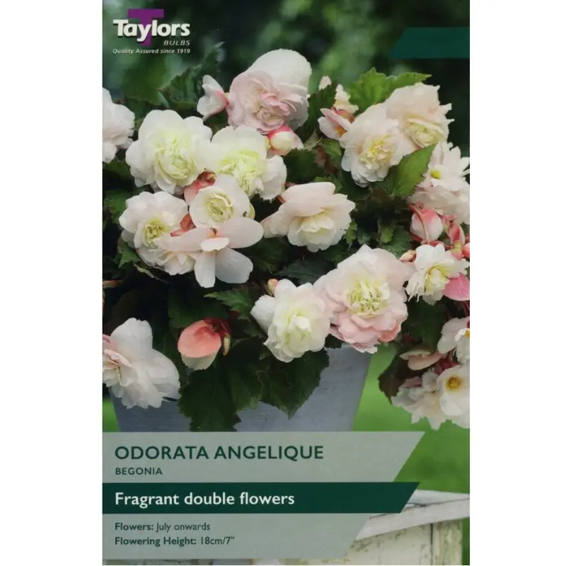 Taylors Begonia Odorata Angelique