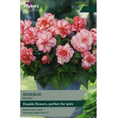 Taylors Begonia Rosebud