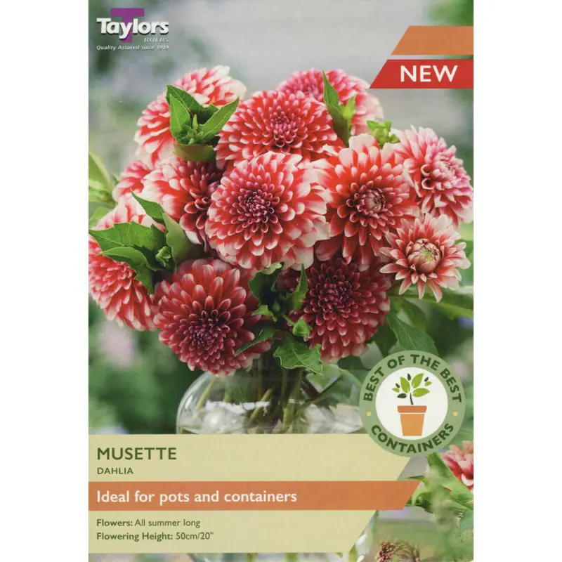 Taylors Best of the Best Dahlia Musette