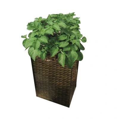 Taylors Potato Growing Bag - image 2