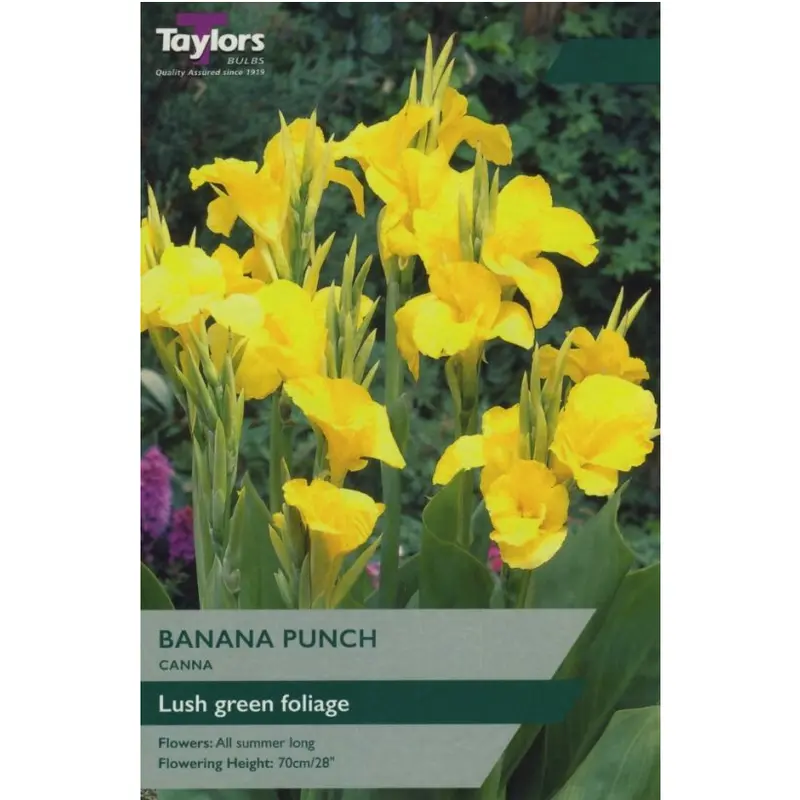Taylors Canna Banana Punch