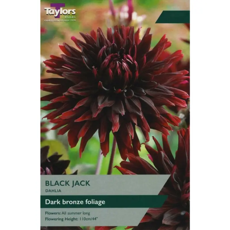 Taylors Dahlia Black Jack