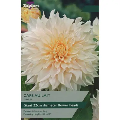 Dahlia Cafe Au Lait