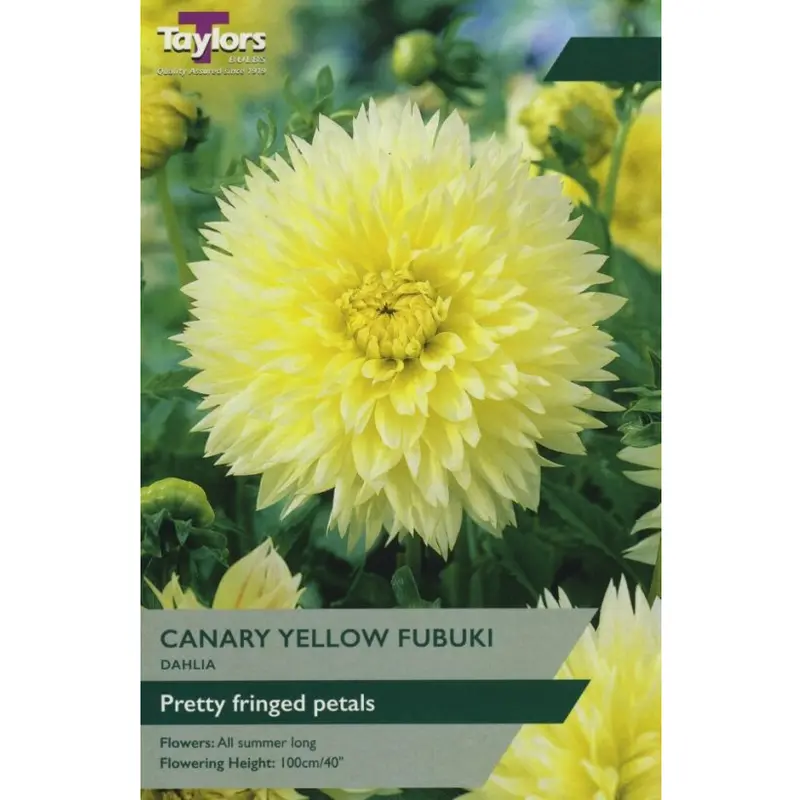 Dahlia Canary Yellow Fubuki