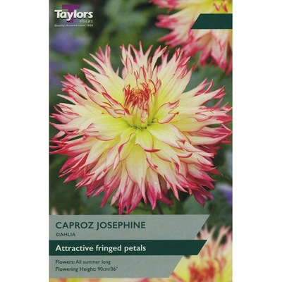 Taylors Dahlia Caproz Josephine