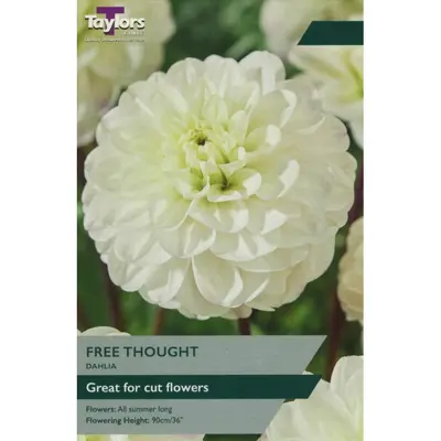 Taylors Dahlia Free Thought
