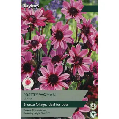 Taylors Dahlia Pretty Woman