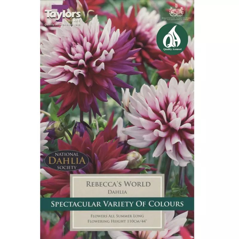 Dahlia Rebecca's World