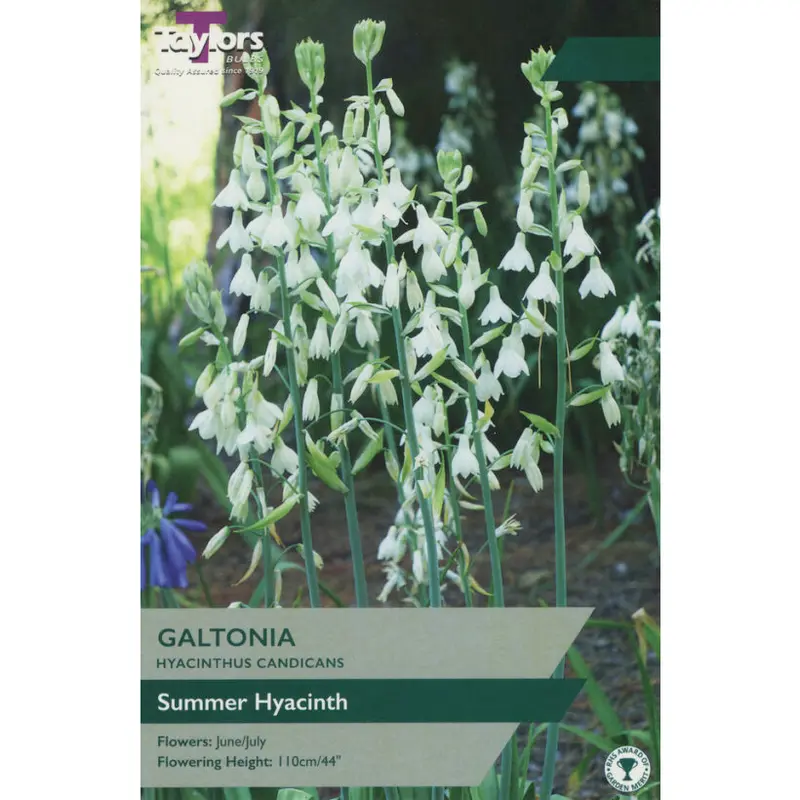 Taylors Galtonia Hyacinthus Candicans