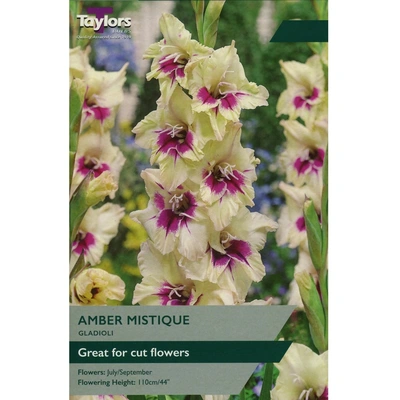 Taylors Gladioli Amber Mistique