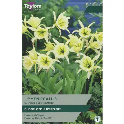 Taylors Hymenocallis Sulphur Queen (Ismene)