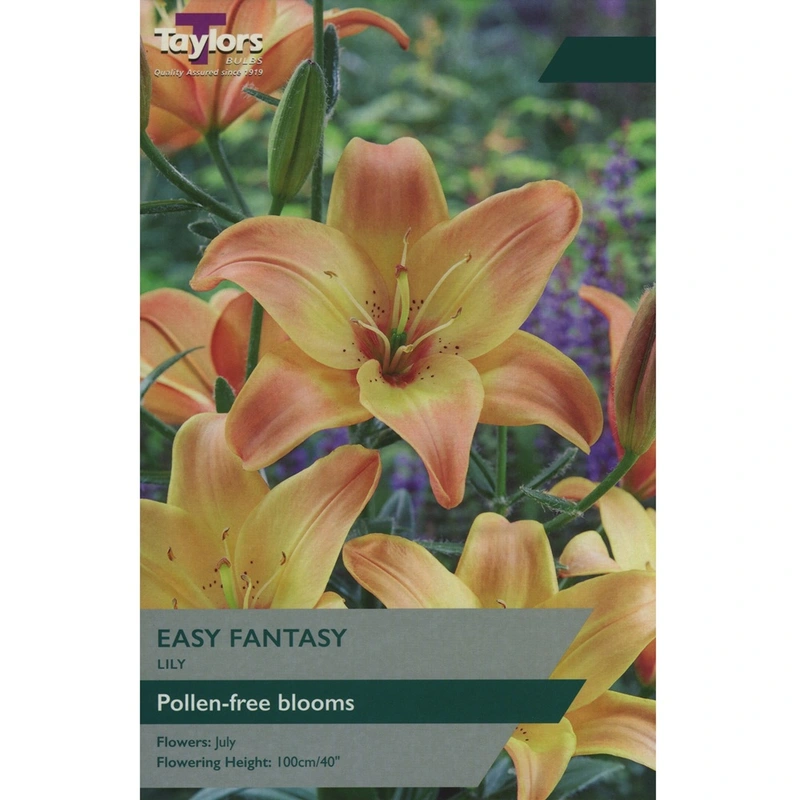 Taylors Lily Easy Fantasy