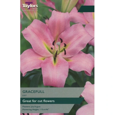 Taylors Lily Gracefull