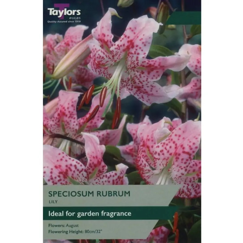 Taylors Lily Speciosum Rubrum
