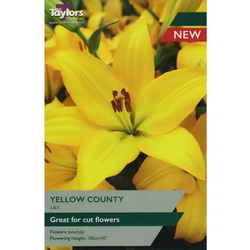 Taylors Lily Yellow County