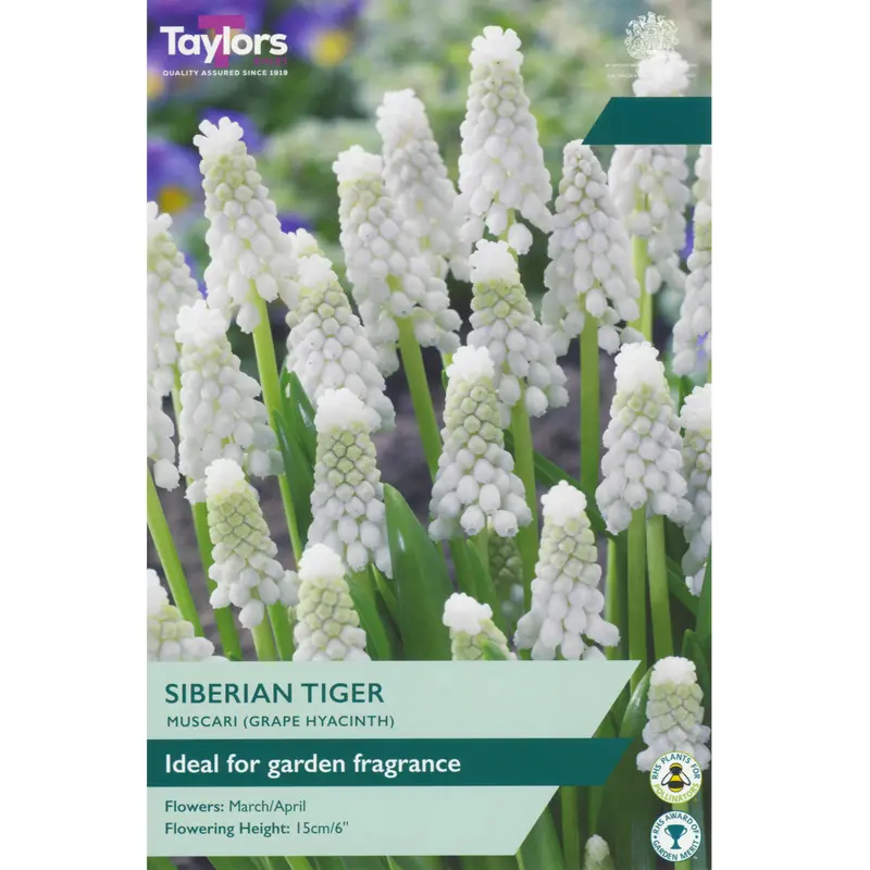 Taylors Muscari Siberian Tiger