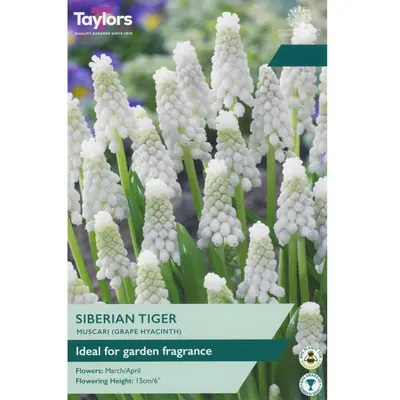 Taylors Muscari Siberian Tiger