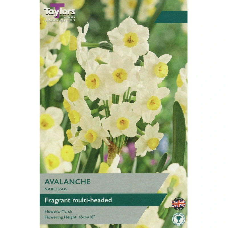 Taylors Narcissus Avalanche