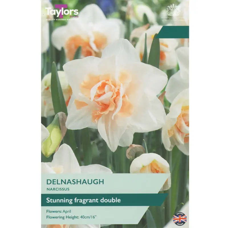 Taylors Narcissus Delnashaugh