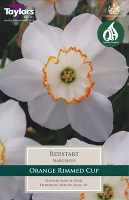 Taylors Narcissus Redstart