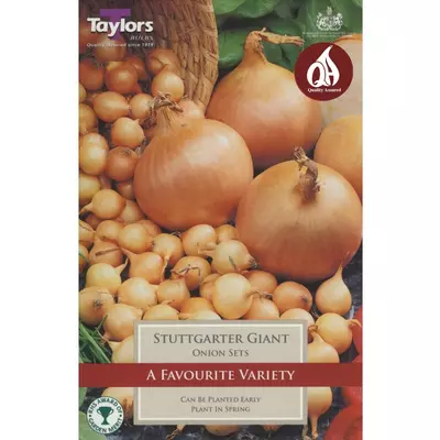 Taylors Onion Stuttgarter Giant Pre-Packed