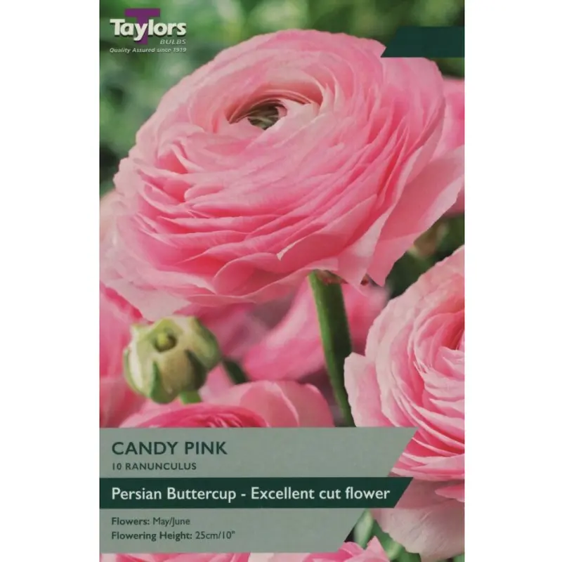 Ranunculus Candy Pink