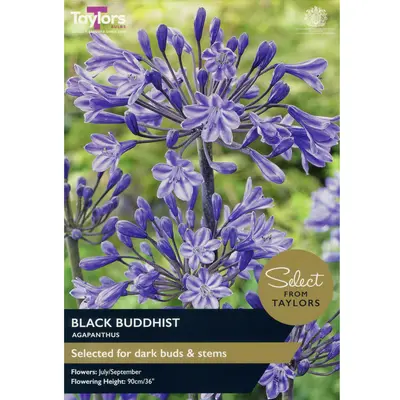 Select Premium Agapanthus Black Buddhist
