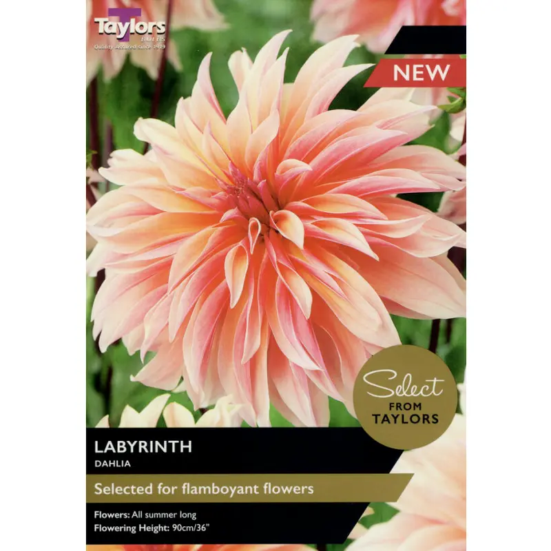 Taylors Select Dahlia Labyrinth