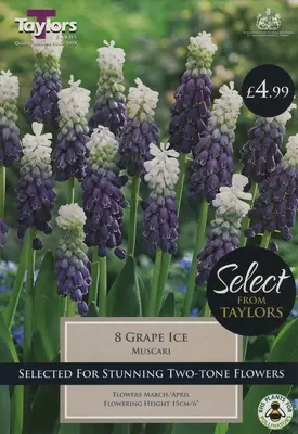 Taylors Select Muscari Grape Ice