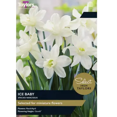 Taylors Select Narcissus Ice Baby