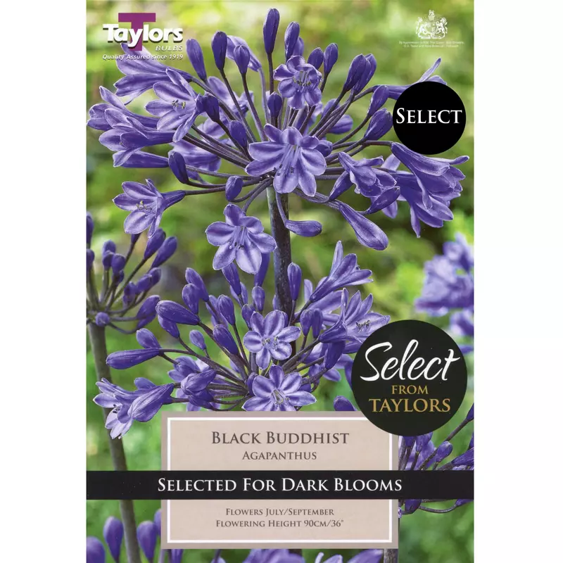 Select Premium Agapanthus Black Buddhist