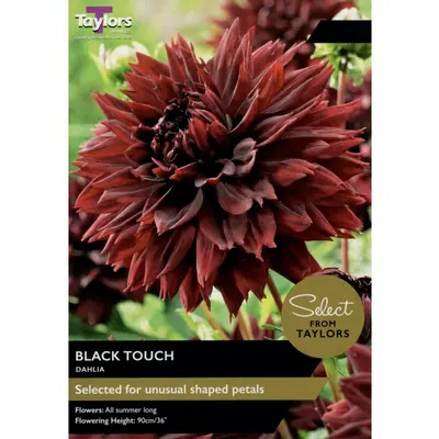 Select Premium Dahlia Black Touch