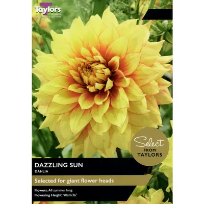 Select Premium Dahlia Dazzling Sun