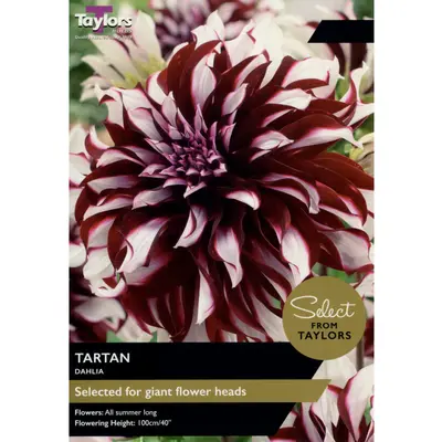 Select Premium Dahlia Tartan