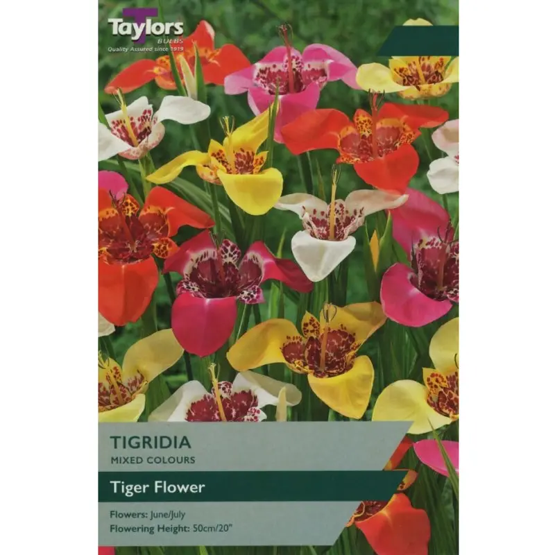 Taylors Tigridia Mixed