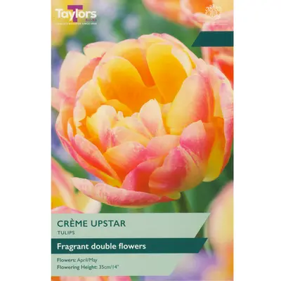 Taylors Tulip Creme Upstar