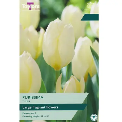 Taylors Tulip Purissima