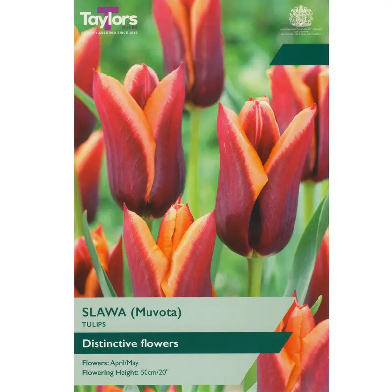 Taylors Tulip Slawa (Muvota)