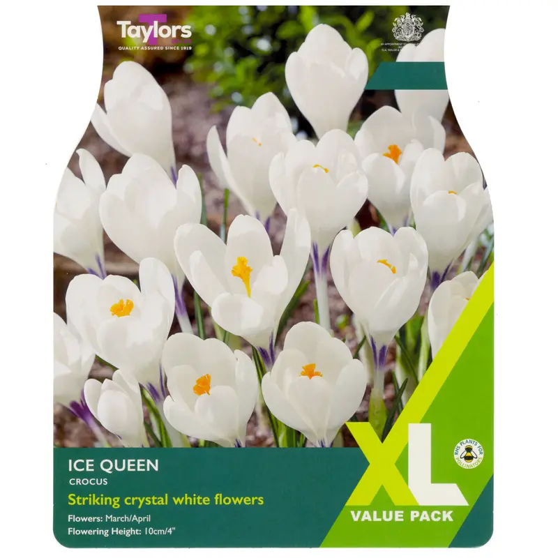 Taylors XL Crocus Ice Queen