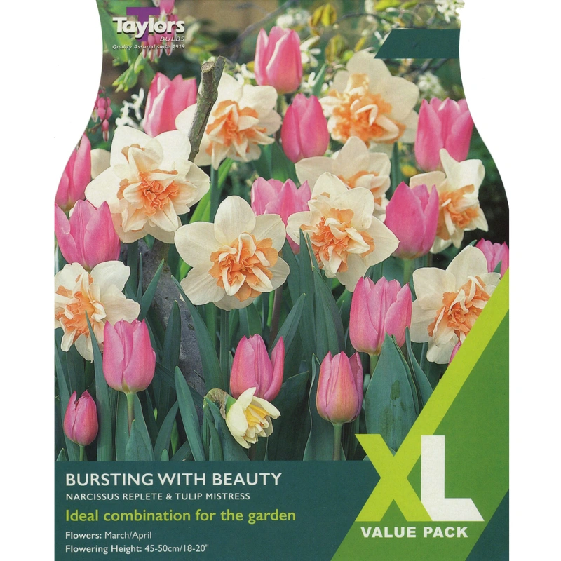 Taylors XL Narcissus Bursting With Beauty