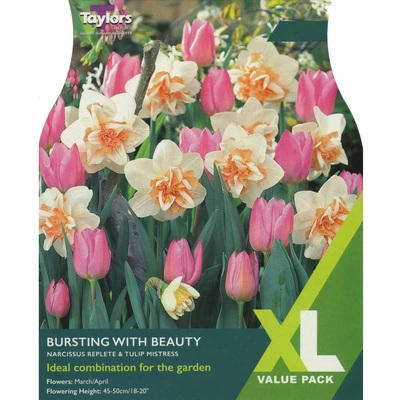 Taylors XL Narcissus Bursting With Beauty