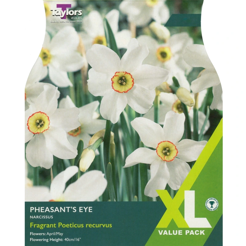 Taylors XL Narcissus Pheasant's Eye