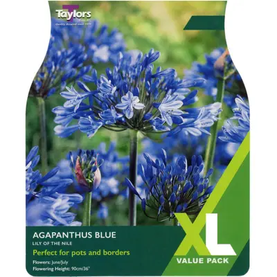 XL Value Agapanthus Blue