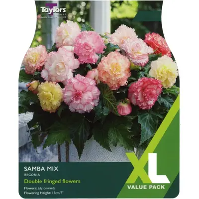 Taylors XL Value Begonia Samba Mix