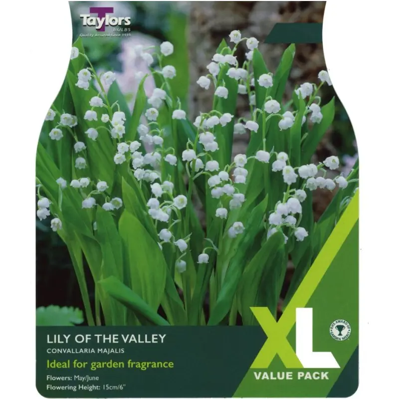 XL Value Lily Of The Valley