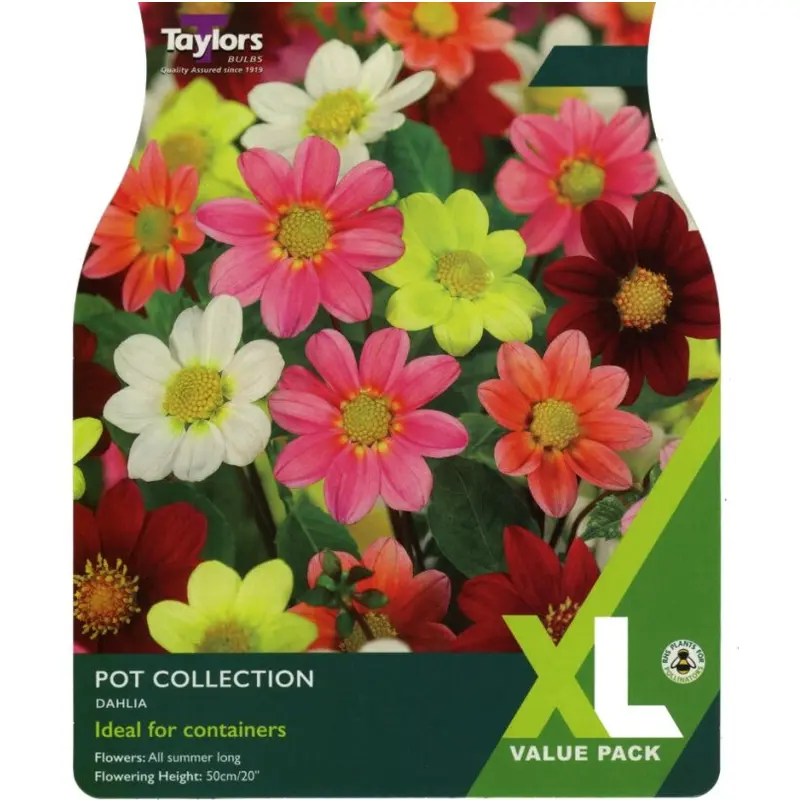 Taylors XL Value Dahlia Pot Collection