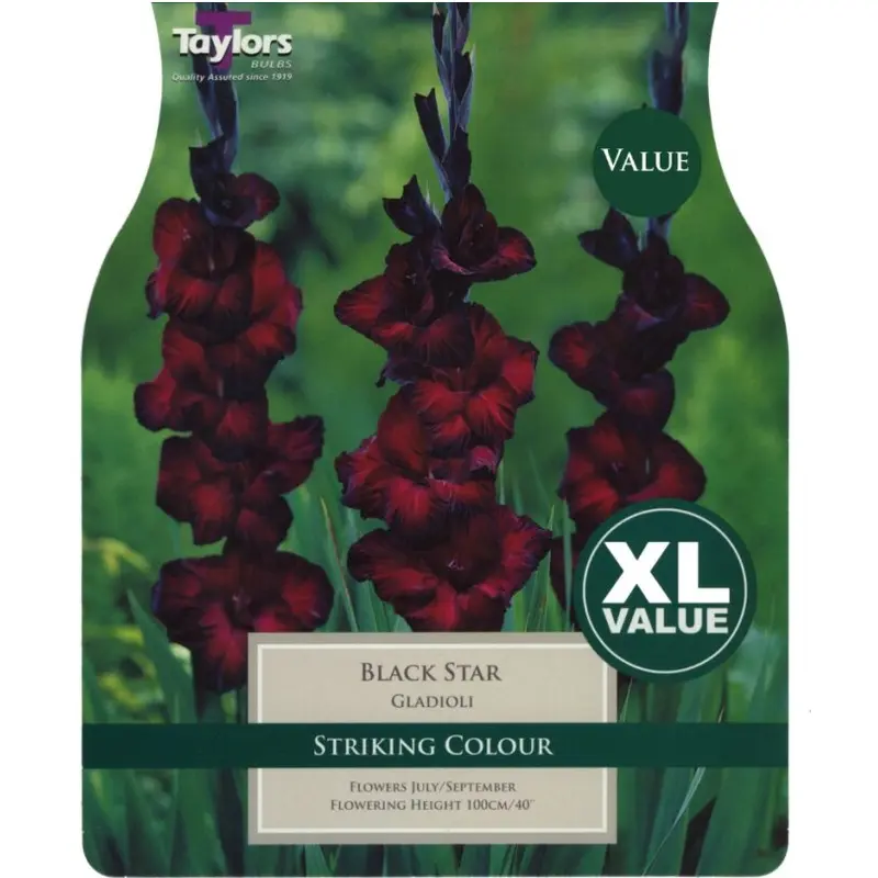 XL Value Gladioli Black Star