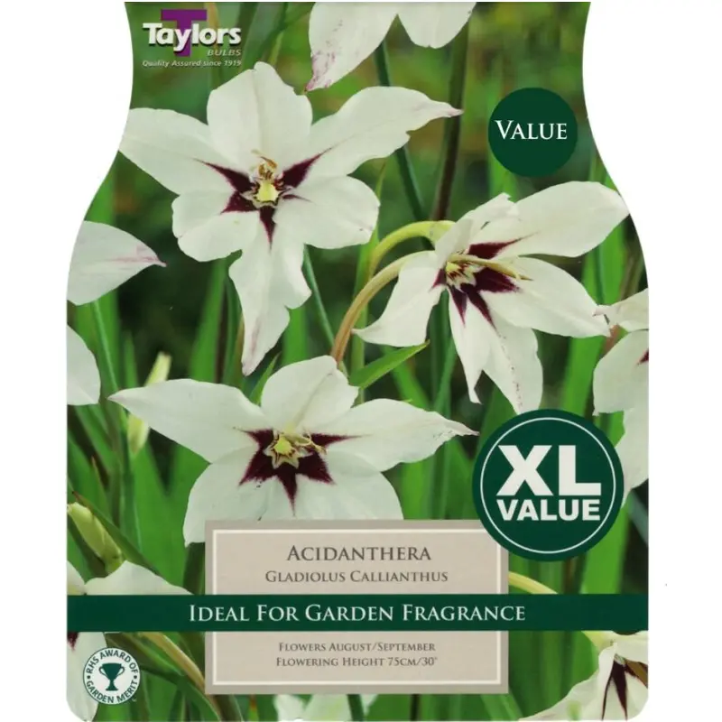 XL Value Gladiolus Callianthus