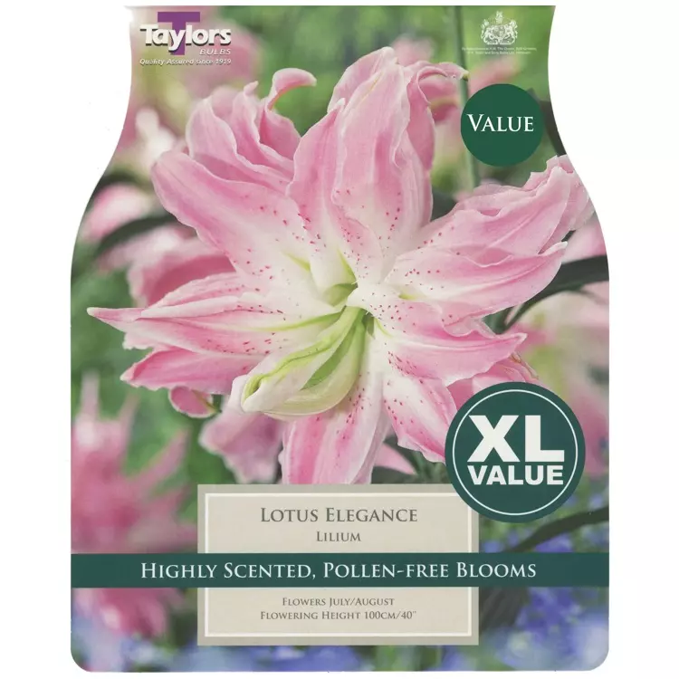 Taylors XL Value Lilium Lotus Elegance